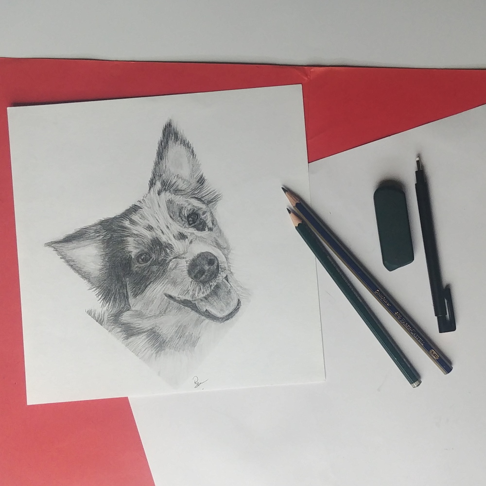 my dog drawing